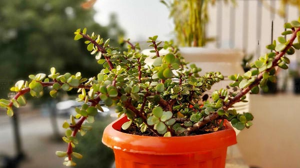 How’s The Image Quality?