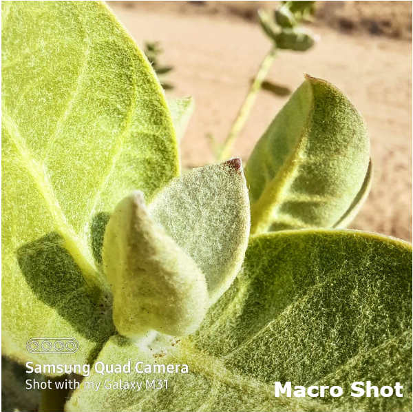 Samsung Galaxy M31: A MegaMonster With 64MP Quad Camera And More