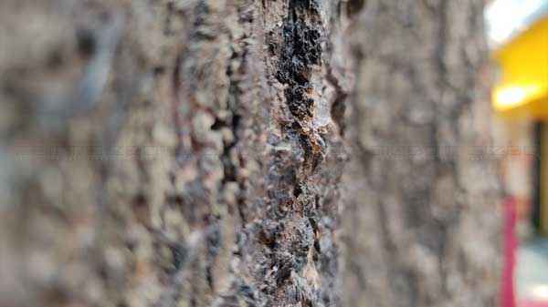 Redmi Note 9 Pro: Macro Lens Performance