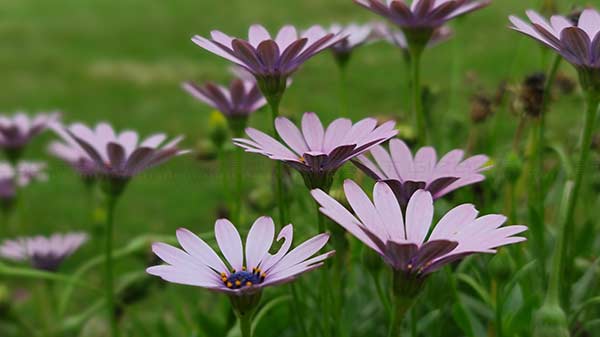 Galaxy S20 Ultra Camera- Video Recording