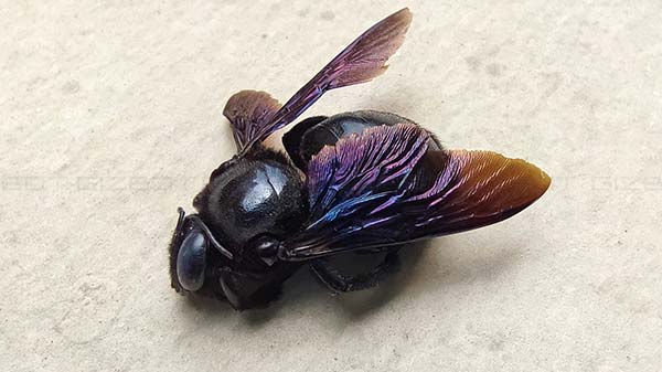 2MP Macro Lens Performance