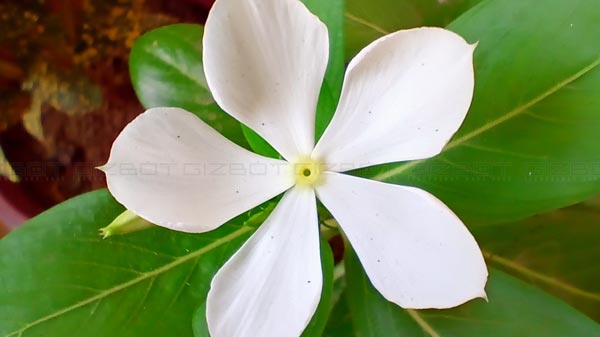 Feature-Packed Quad-Lens Camera Setup