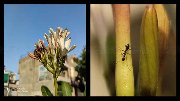 Fine Details In 108MP Shots