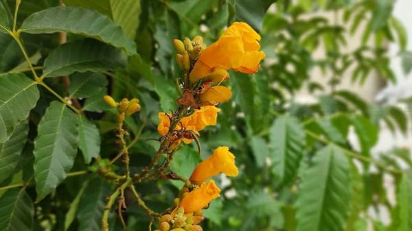 Redmi Note 9 Pro Max: 64MP Camera At Your Service