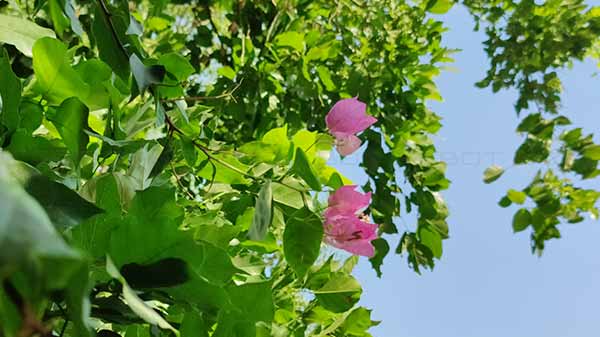 Camera Hardware, Modes And Features