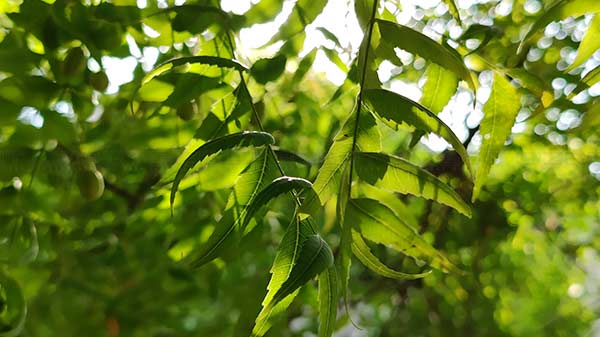 Crisp Details And Realistic Colors