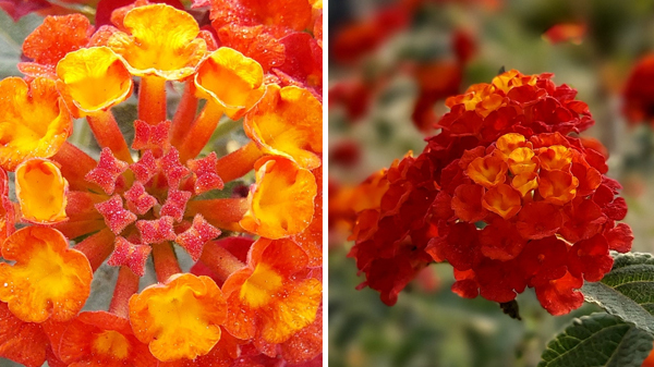 What Makes Samsung Galaxy S10 Lite The Best Smartphone For Shutterbugs