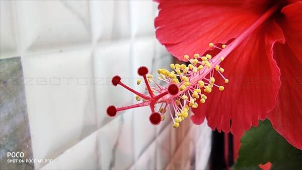 Best-In-Class Macro Camera And Good Wide-Angle Camera