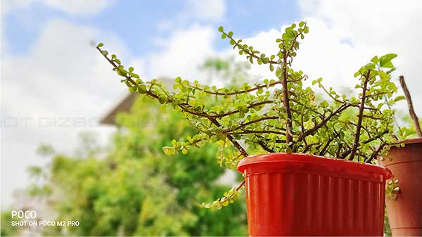 Good Portraits But Poor Low-Light Results