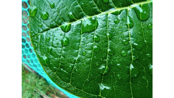 Quad-Lens Camera Setup