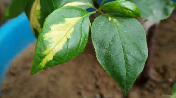 64MP Triple-Lens Camera Delivers Crisp Pictures 