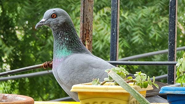 Excellent Daylight Performance