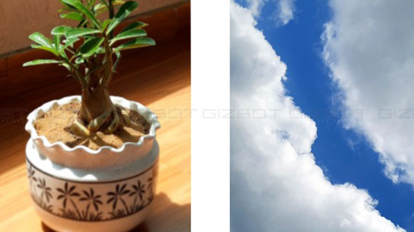 Good Daylight And Decent Low-Light Camera Performance