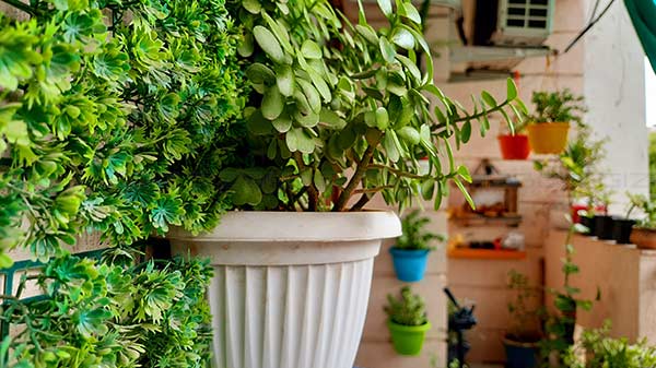 X-Factor- Improved Camera Performance 64MP Sony Sensor