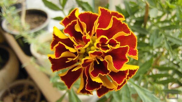 Feature-Rich Rear Camera Setup