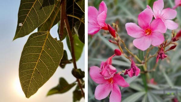 Good Bokeh Camera But Poor Night Photography Results