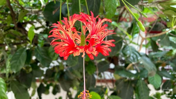 Apple iPhone 12 Pro Wide Angle Camera Performance