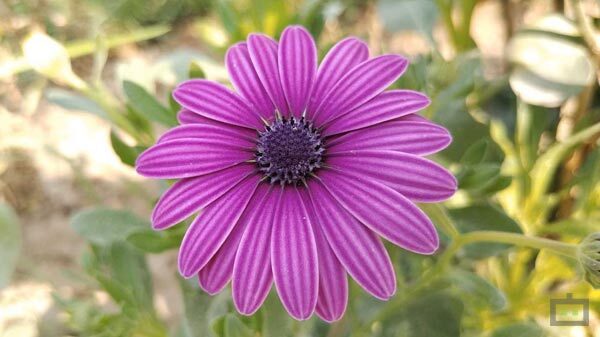 To shoot H-Log videos On the Nokia 5.4