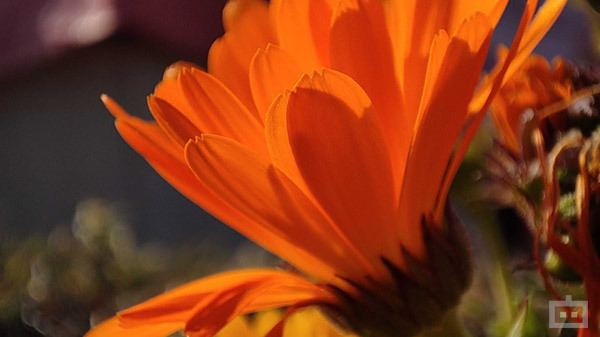 Feature-Rich 108MP Quad-Camera