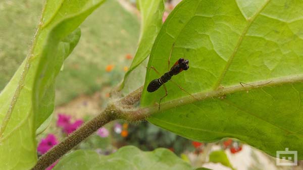 Impressive Macros And Detailed Selfies