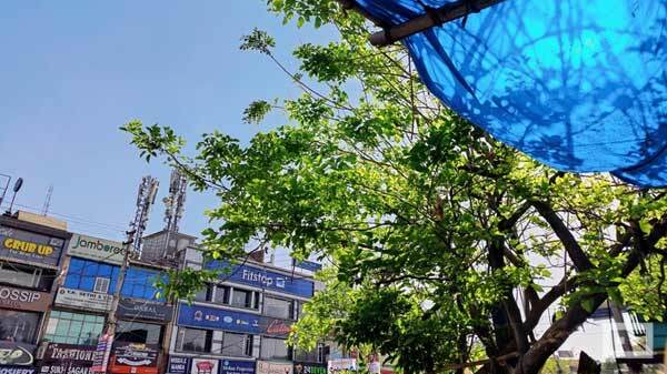 OnePlus 9 Daylight Camera Performance