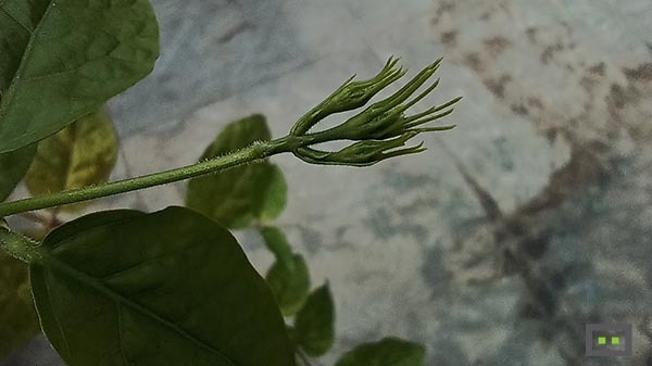 2MP Macro Lens Sample