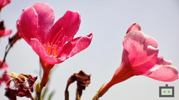 Xiaomi Mi 11X Camera Performance- Good Everyday Camera