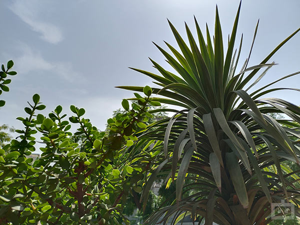 Blind Camera Comparison: Redmi Note 10 Pro Vs iQOO Z3 5G