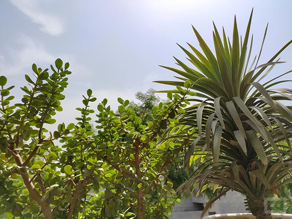 Blind Camera Comparison: Redmi Note 10 Pro Vs iQOO Z3 5G