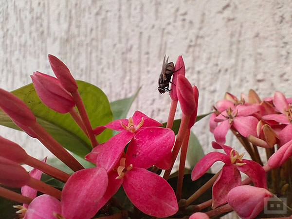 Blind Camera Comparison: Redmi Note 10 Pro Vs iQOO Z3 5G