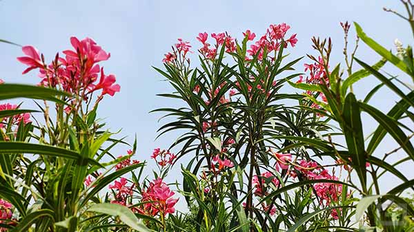 Xiaomi Redmi Note 10 Pro Camera Performance