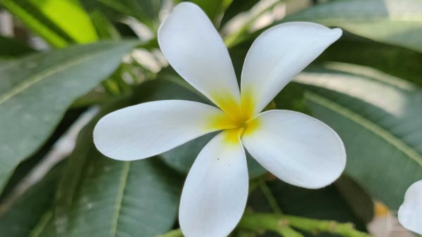 Decent Macros & Wide-Angle Shots