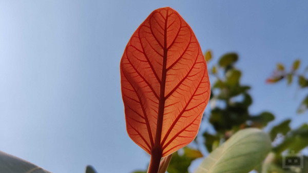 OnePlus 9 Camera Performance