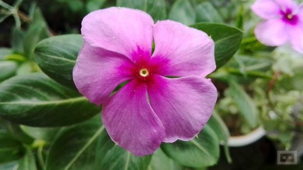 Decent Close-Up Shots