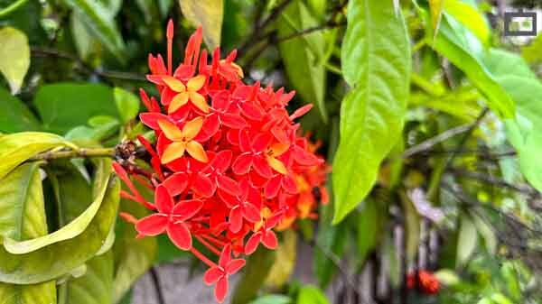 iPhone 13 Wide Angle Camera Performance