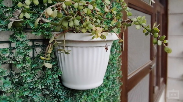 Nokia C20 Plus Camera