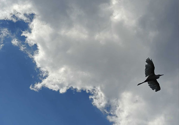 Vivo X70 Pro+ Camera Hardware