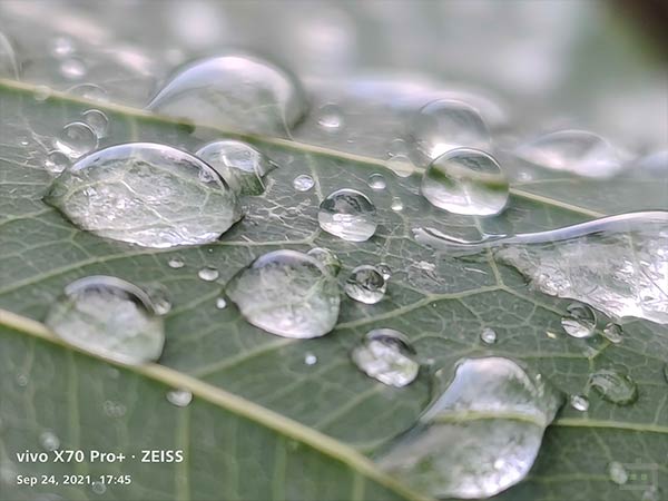 Decent Wide-Angle Shots & Good Macro Results