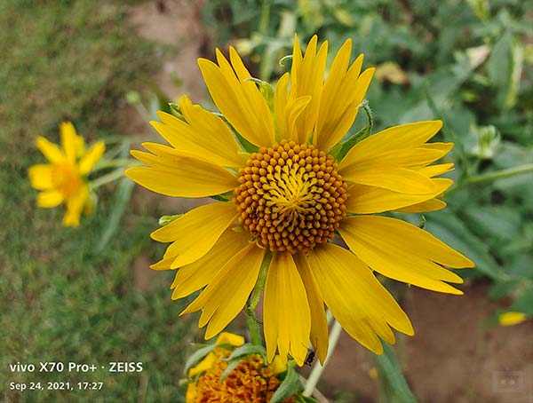 Picture/Video Quality