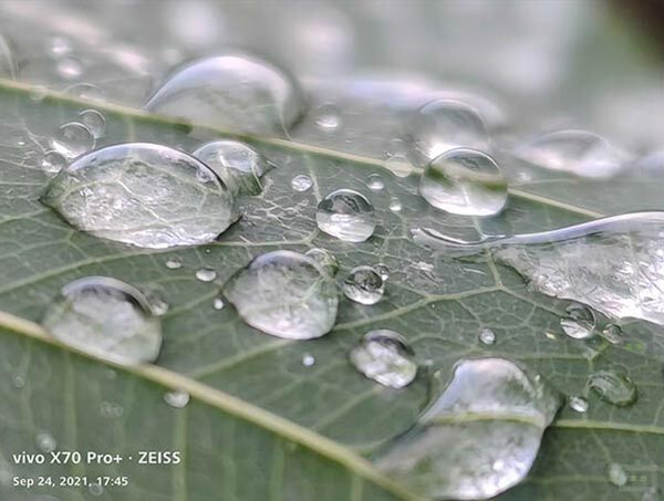 Macro & Wide-Angle Photography