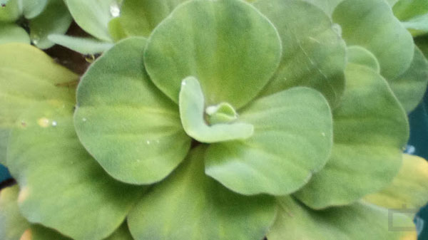 Moto G31 Camera: Decent Performance With 50MP Sensor