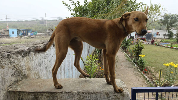 HDR Performance Could Have Been Better