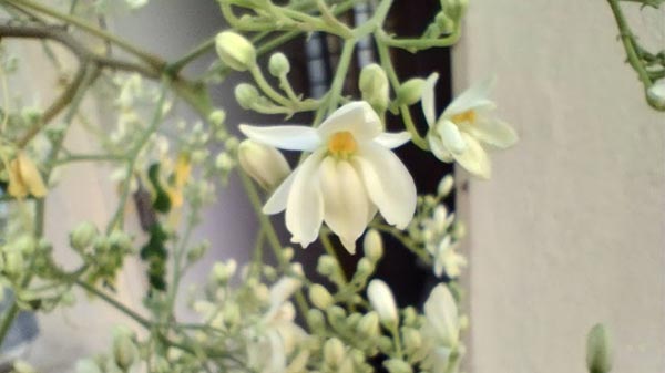 Moto G71 5G Camera: Decent, Can Be Better