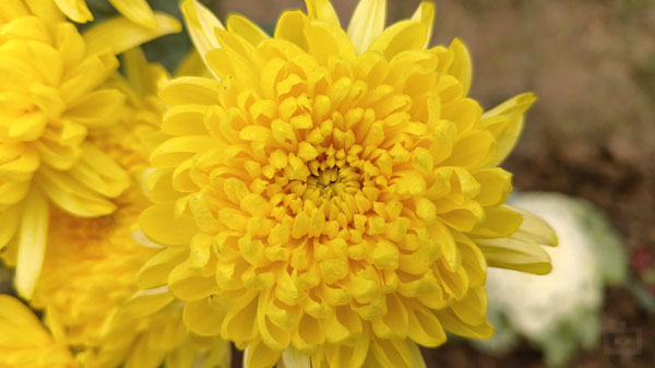 Rear Camera Performance