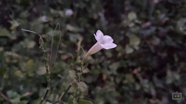 Asus ROG Phone 5s Cameras: Needs Some Work