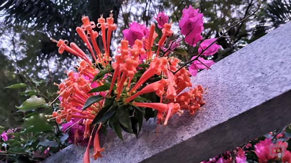 Asus ROG Phone 5s Cameras: Needs Some Work