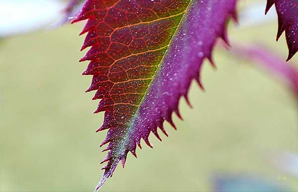 Excellent Macros & Decent Portraits