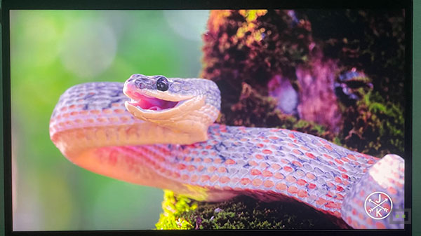 MSI GE66 Raider (2021) Display: Plenty Colorful, Plenty Fast