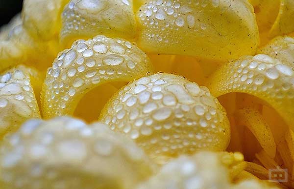 Picture/Video Quality