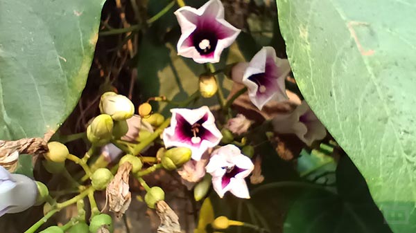 Realme Narzo 50 Camera: Good, Can Be Better